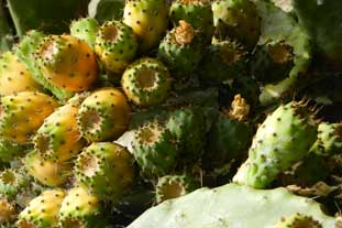 Estepona, bloemen en planten